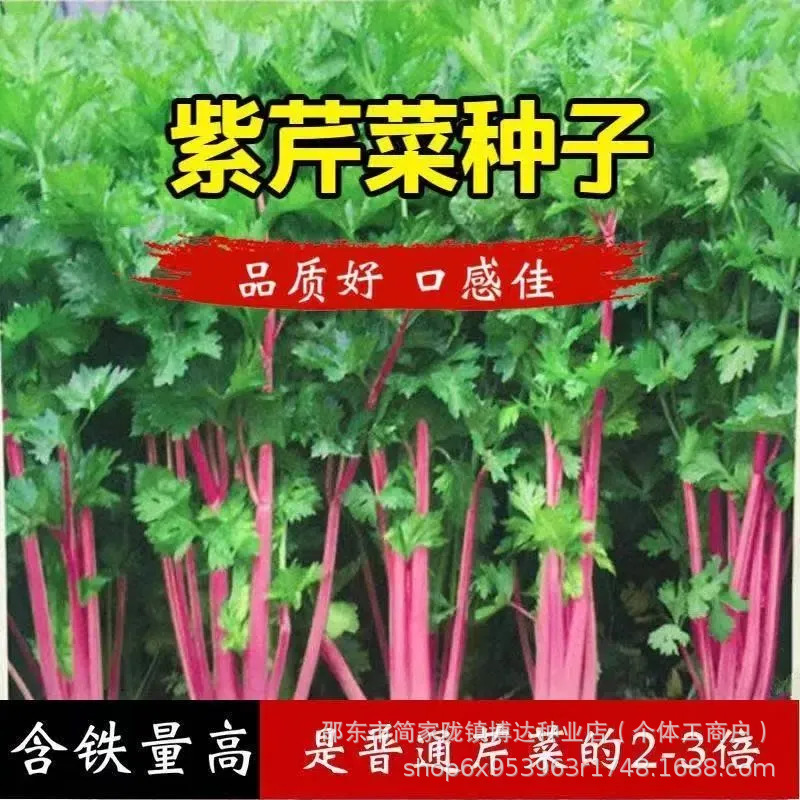 紫玉香芹种子紫色子红芹菜种籽盆栽蔬菜阳台籽种香味浓细芹菜种子