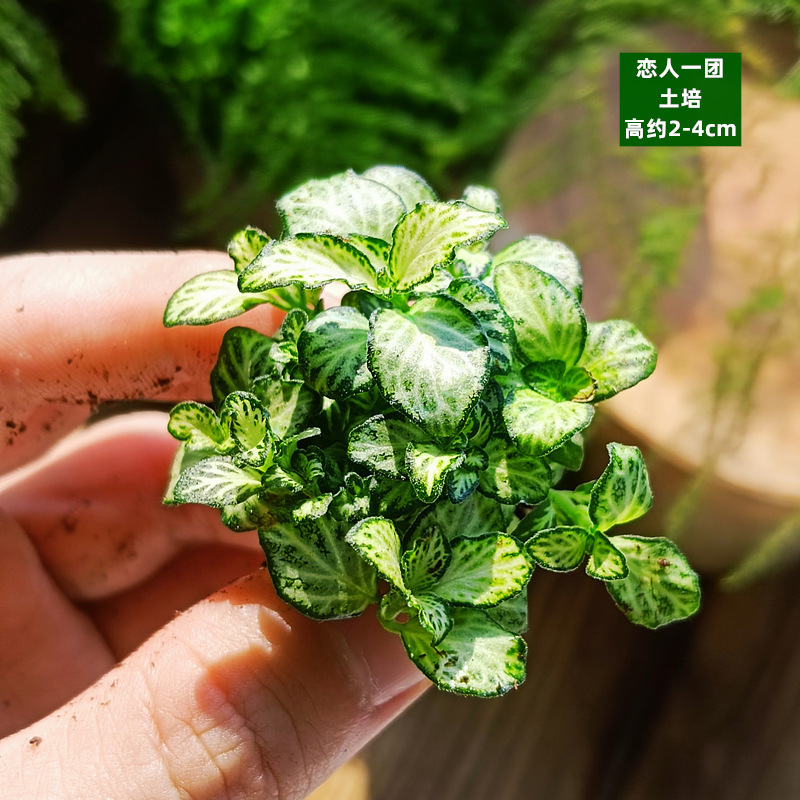 생강황토재배 - 연인들의 모임