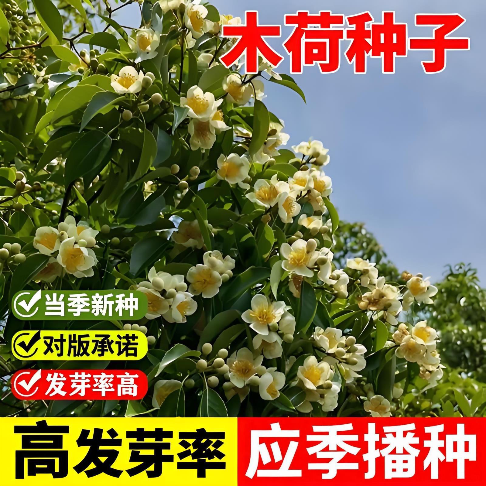 木荷种子种籽林木种子木荷树种荷木荷树种子园林绿化行道树种子