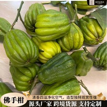 云南佛手柑迷你鲜果天然香薰供闻香观赏摆件室内盆栽香橼佛手果