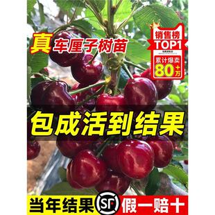 ����܇���Ә������԰����������ش���Ҙ��m�����Ϸ������Nֲ����