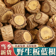 野生板蓝根中药材500g克泡茶水板蓝根块状片切片板兰根大青叶根