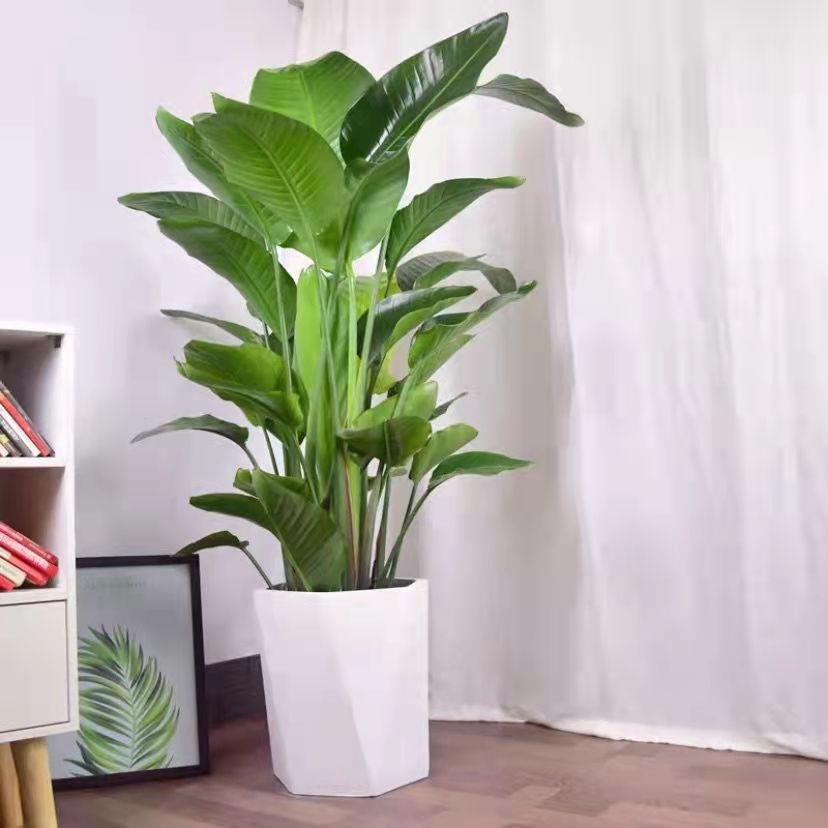 Paradise Bird Plant Potted Birds Four Seasons Everbright Wanglan…