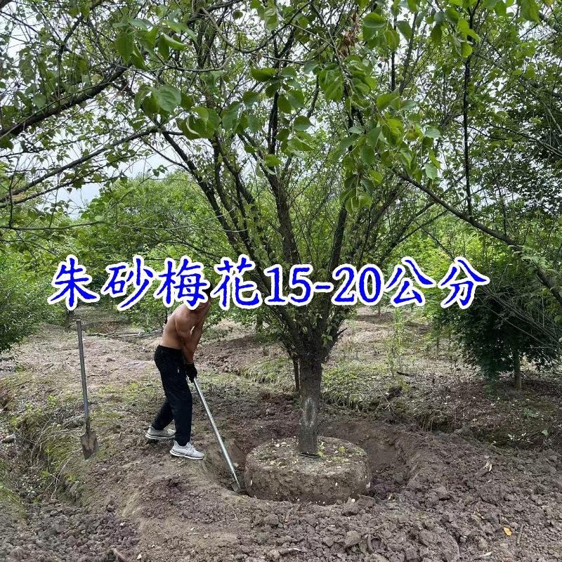 朱砂梅花树苗12-20公分朱砂梅花美人梅红榆叶梅花宫粉梅垂枝梅花