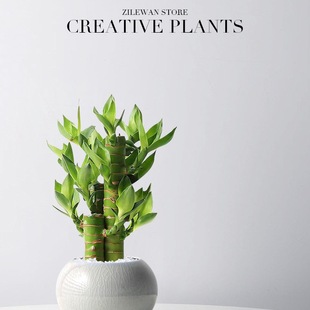 ���F�����Բ������҃���������Gֲ�k�����Ĳ������B�o����ֲ��