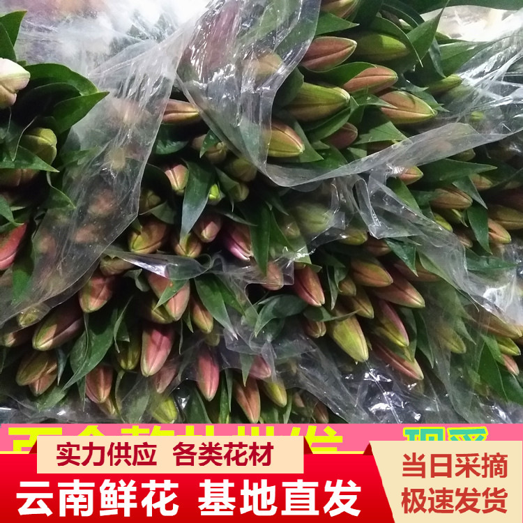 Yunnan Kunming Lily Wholesale Multi-Head Perfume Lily Whole Bundle Straight Batch Flower Base Straight Hair 10 Pieces Yunnan Kunming Lily Wholesale Multi-Head Perfume Lily Whole Bundle Straight Batch Flower Base Straight Hair 10 Pieces