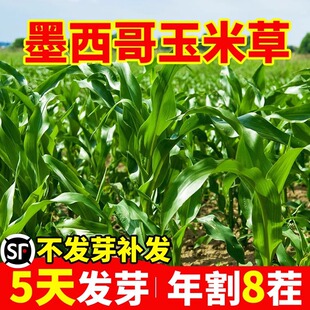 Mexican Corn Grass Boutique Perennial High-Yielding Pasture Seeds Rye Grass Cold-Resistant and Drought-Resistant Grass Seeds for All Year Round