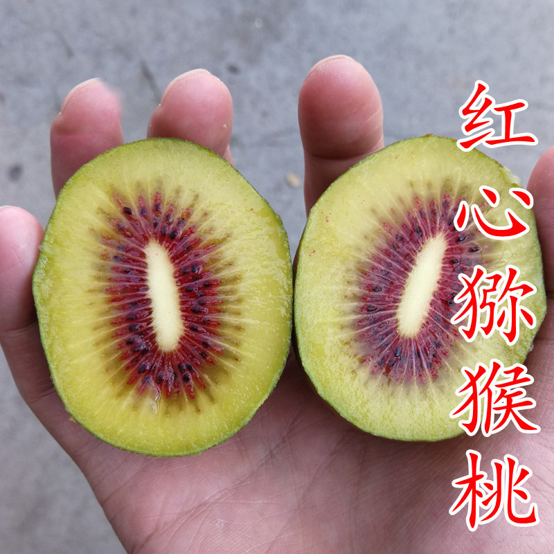 红心猕猴桃树苗红阳室内盆栽地栽南北方栽种新品种爬藤猕猴桃苗