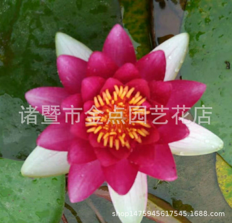 Водные лилии Xiaoshan базы прямой воды лилии лотоса различных водных растений оптовая цена уступки