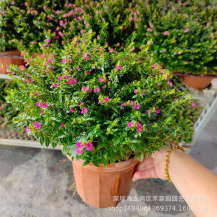 �M�������Թ��̾G�����Bֲ���ȸ�m��໨��ͥԺ�̨���~�M������