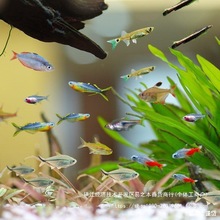 �~����ͻ�С�����l�~���^�p�~�B�����Q���l���B�ת���վ��ˮС�~