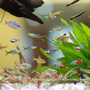 �~����ͻ�С�����l�~���^�p�~�B�����Q���l���B�ת���վ��ˮС�~