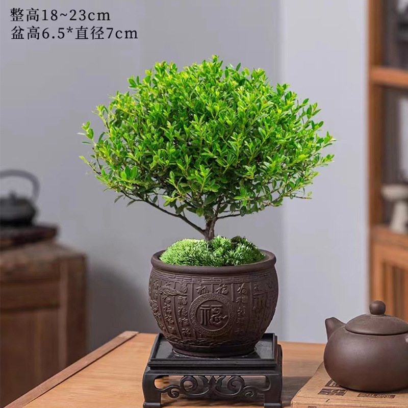 고급 작은잎 피니지움 + 백부자색 모래화분 + 수지 사각 트레이 + 비료 [무료 이끼]