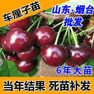 ��̨�������܇���Ә�����Ҙ����ϱ����Nֲ�������԰����Y��