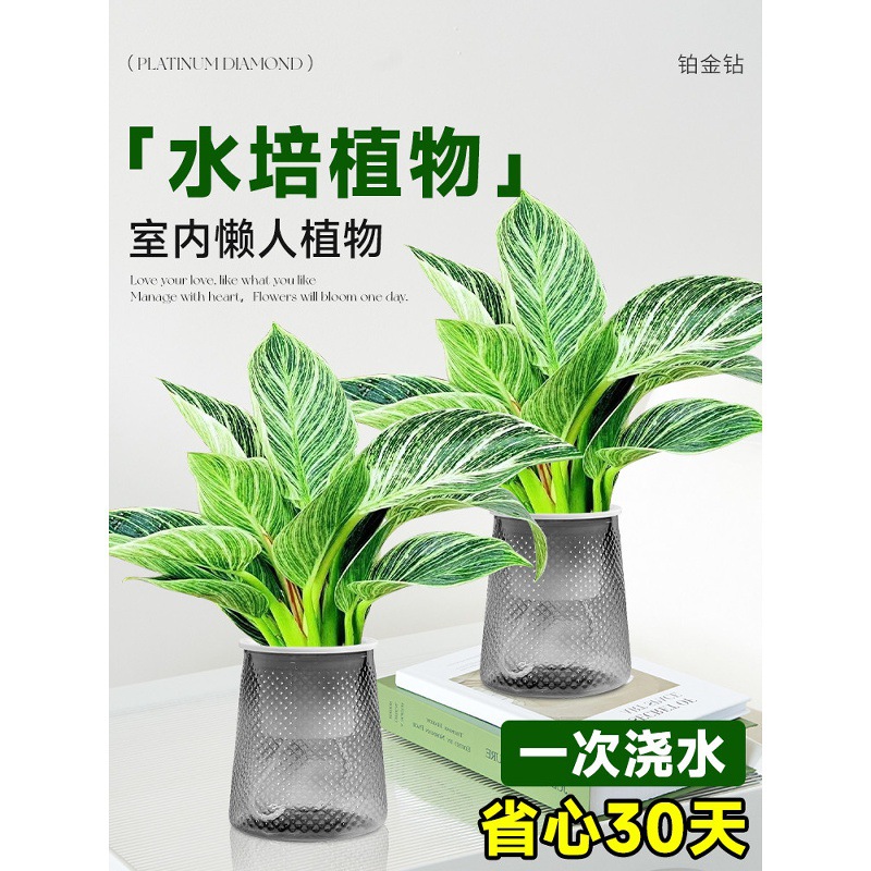 铂金钻水培植物室内好养大叶金钻绿公主盆栽带花苞蔓绿绒花卉绿植