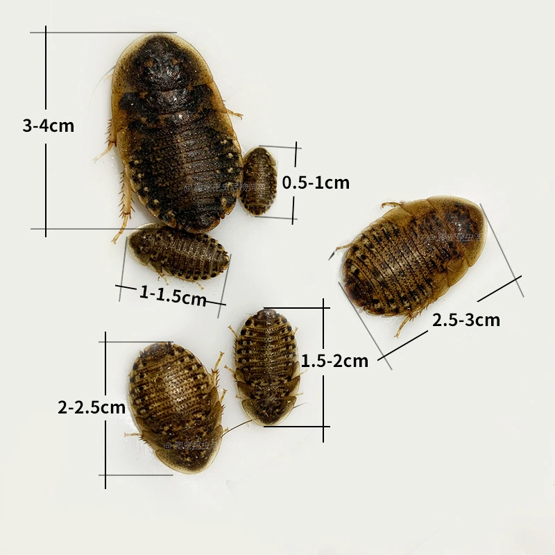 Живые дубиа-тараканчики (Blaptica dubia), размеры 0,5–4 см, корм и племенной состав