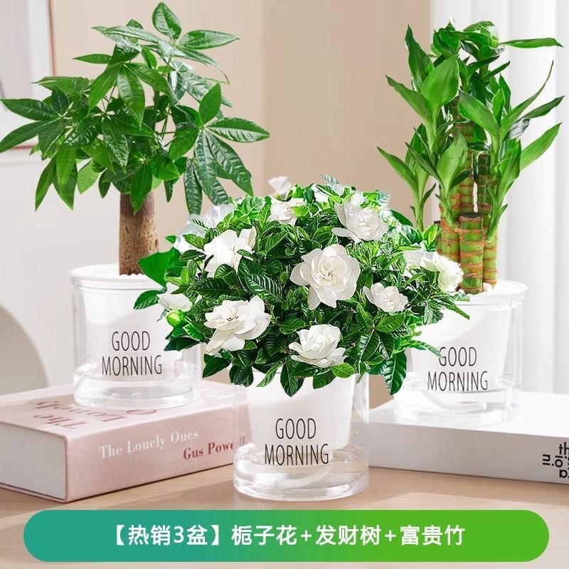 [핫셀링 3화분] 치자나무/머니트리/럭키대나무