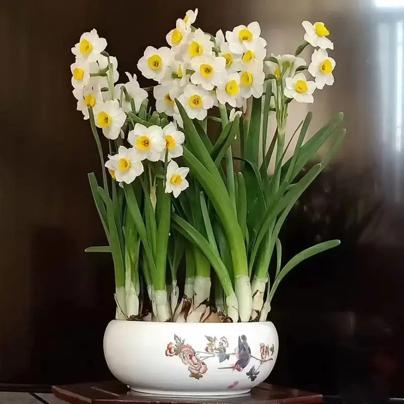 水仙花种球室内阳台水培水养水仙盆栽四季花卉冬天种耐寒植物种子