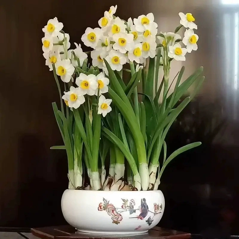 Нарцисс Seed Ball Крытый балкон Гидропоника Нарцисс в горшке Четыре сезона Цветы Зимние морозостойкие семена растений