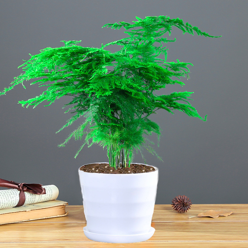 백실[중분지 아스파라거스]에는 뿌리가루가 들어있습니다.