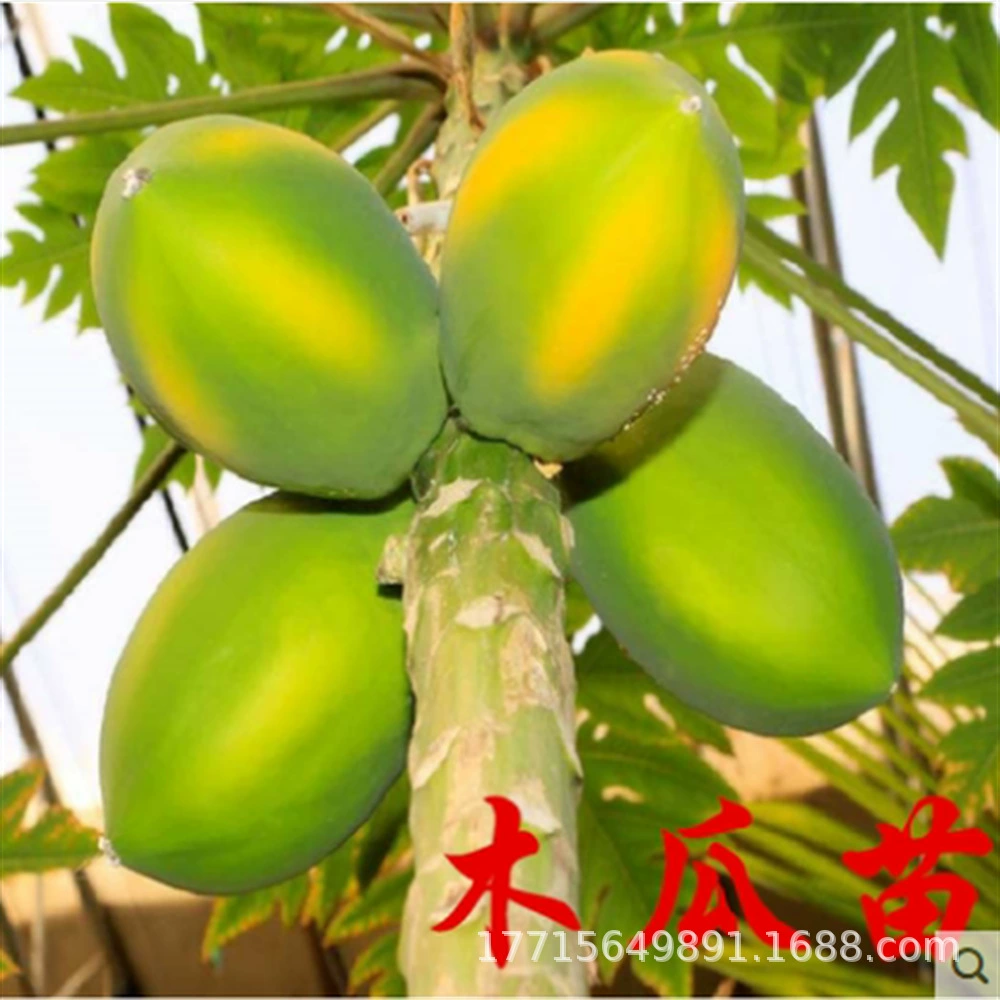 Большой Зеленый Красный Мясо Фрукты Папайя Рассада Дерево Карлик в Четыре Сезона Красное Сердце Фрукты Папайя Рассада Посадка Зеленая Рассада Папайи на Юге