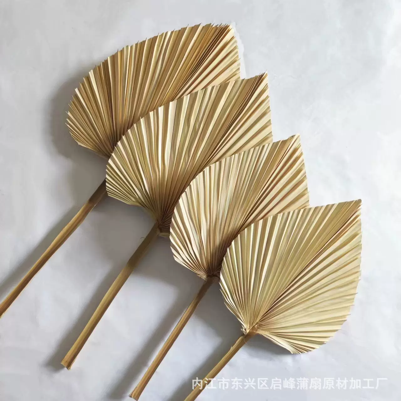 田园风橱窗装饰布置白色蒲扇厂家供应手工制作棕榈叶蒲葵植物干花