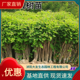 Slope Protection Plants Purple Spike Locust Saplings Waterproof Soil Erosion Embankment Plants Large Supply