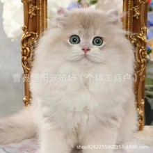 小猫咪活体幼崽活物蓝金长毛猫幼猫活体蓝金短毛猫咪金渐层猫活体