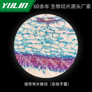 Transverse cut of kelp slices (showing sporangia) Histopathological paraffin slide specimens for medical colleges and universities