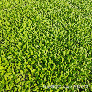 Qingzhou High-Quality Grass Flower Morning Glory Plug Seedlings Wholesale Seasonal Florals Petunias Park Community Municipal Greening