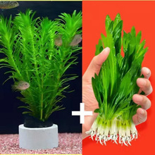 ����ˮ���~���쾰���B�ͻ������G��ֲ����݃���ˮ�|���