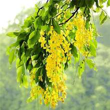 厂家批发金链树种子苏格兰金链树下垂黄色味芳香林木种子