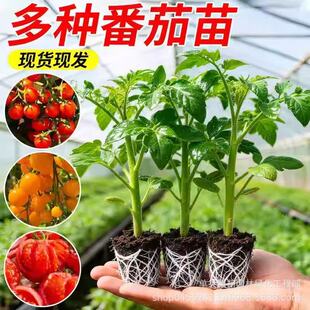 �}Ů���߲����������t���緬�������԰���ǧ���}Ů�����紺������