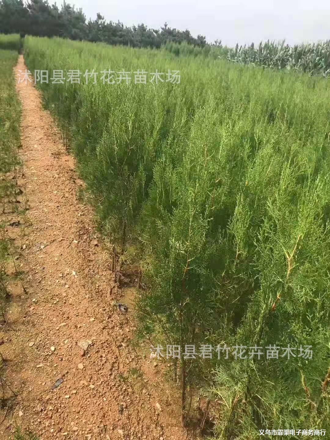基地供应侧柏柏木扁柏小苗工程苗道路绿化苗量大批发
