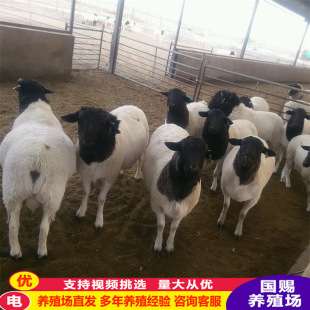 �Ų��d����� ���^�Ų��d���Bֳ�� ��ɽ�� ����ɽ���̥����ĸ��