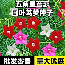 五角星花种籽子羽叶茑萝花种子易活阳台爬藤攀援植物庭院室外花籽