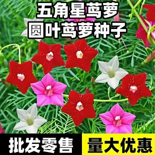 ����ǻ��N�������~�\�}���N���׻��̨������Ԯֲ��ͥԺ���⻨��