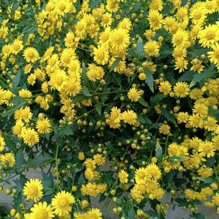 Edible Tea Wild Chrysanthemum Seeds, Special Yellow Chrysanthemum Seeds, Perennial Florals, Medicinal Chrysanthemum Seeds