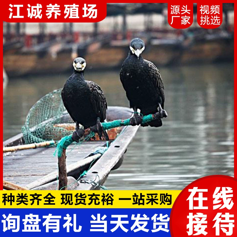 Сколько стоит арендовать водоплавающую птицу для ловли рыбы на мероприятиях в мокрых местах?