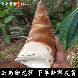 Sweet Bamboo Shoots, Fresh Bamboo Shoots from Yunnan, Pu'Er Zhenyuan, Manxieba Sweet Bamboo Shoots, Freshly Dug Crispy and Tender Spring Bamboo Shoots