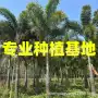 江西上海基地狐尾椰子