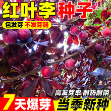 李子树种子 红叶林木种子大叶紫叶稠李种子红叶稠李种子 四季播种