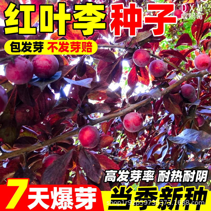 李子树种子 红叶林木种子大叶紫叶稠李种子红叶稠李种子 四季播种