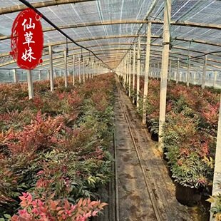 Ruby Flame Nandina Potted Seedlings Nandina Flame Nandina Small Seedlings Four Seasons Red Nandina