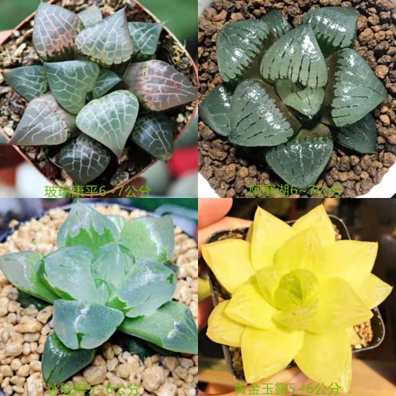 (강평 + 아한호수 + 빙성 + 금) 럭셔리