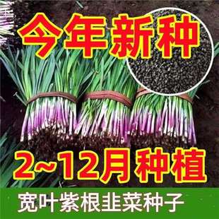 Purple-Rooted Leek Seeds, Red-Rooted Leek Seeds, Large Broad-Leafed Leek Seeds, Vegetable Seeds, Four-Season Heat-Resistant Potted Plants, Easy to Grow Indoors and Outdoors