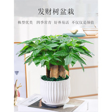 发财树盆栽易活植物室内客厅绿植小盆景四季常青办公室内盆栽花卉