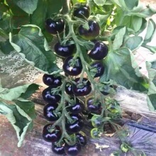 黑番茄种子种苗黑晶黑宝石番茄西红柿圣女果种籽春季阳台盆栽蔬菜