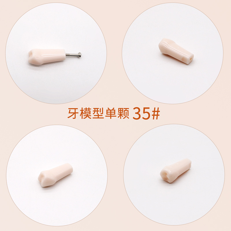 Práctica dental resina de partículas dentales dispersa simulación de partículas dentales de resina dientes aislados dientes enteros 28 / 32 partículas dentales