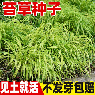 Phnom Penh Sedge Seeds Four Seasons Evergreen Grass Seeds Green Sedge Grass Longevity Grass Laoyu Sedge Easy-To-Live Seedlings